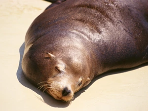 the sleeping, seal