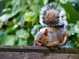 the sleeping, squirrel