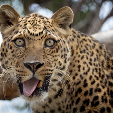 Tounge, Leopards, The look