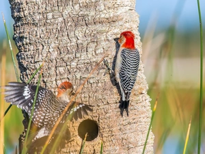 trees, Birds on the log, woodpeckers