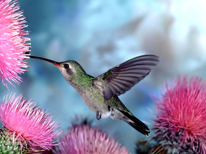 humming-bird, Flowers, thistle