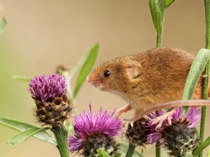 thistle, mouse, inflorescence