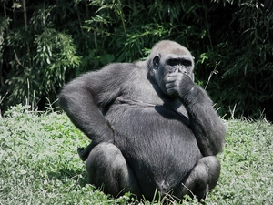 thoughtful, gorilla