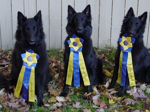 medals, Three, Belgian Shepherd Groenendael