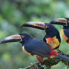 birds, Toucan, branch, Three