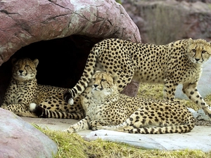 Three, Cheetah