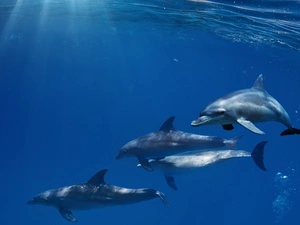 Three, dolphins