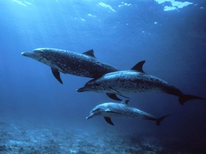 Three Dolphins