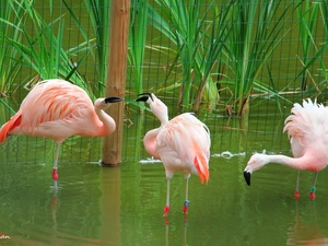 Three, Flamingos