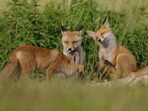 Three, foxes