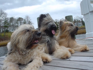 pier, Three, French Sheepdogs briards