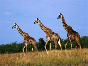 Three, giraffe