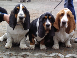 Three, Basset Hound
