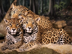 Three, Jaguars