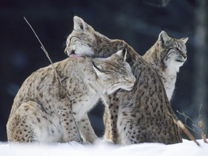 Three, lynx