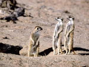 three Meerkat