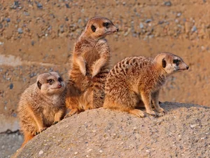 Three, Mongooses