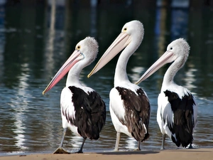 Three, pelicans