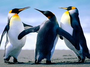 Three, penguin