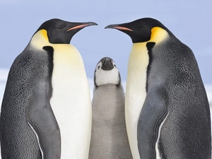 Three, penguin