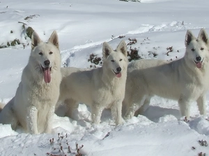 snow, Three, Shepherds US-Canadian