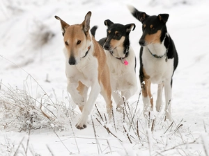 Three, Collies Shorthair