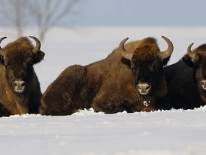 winter, Bisons, snow, Three