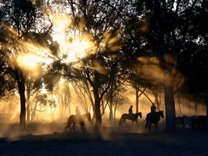 trees, light breaking through sky, bloodstock, viewes