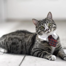 cat, Tie