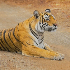 tiger