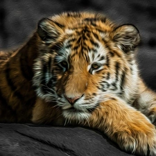 tiger, wild, cat