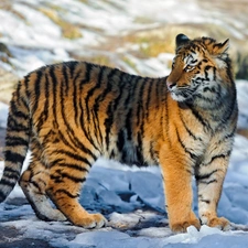 snow, tiger