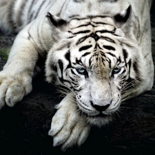 White, tiger