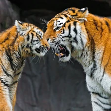 rocks, Two cars, tigress