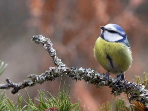 grass, branch, tit, Tit Ordinary, Bird
