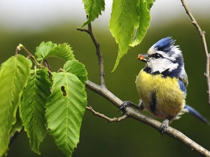 trees, tit Blue Tit, Leaf