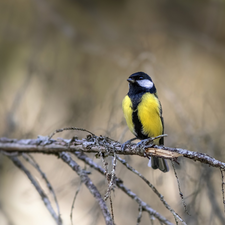 branch, tit, Great Tit