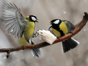 winter, food, Great tit, branch, Chickadees