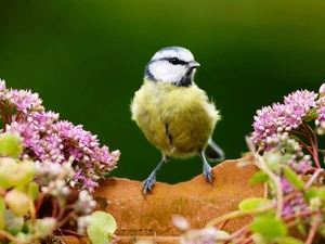 tit, birdies, Flowers