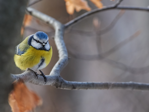 Bird, Tit Ordinary, Twigs, tit