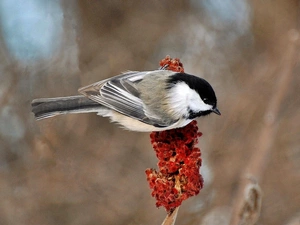 Tit Tit, Red, Flowers, twig