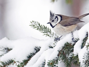 Crested Tit, Snow-covered Twig