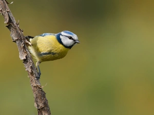 twig, tit, Blue Tit