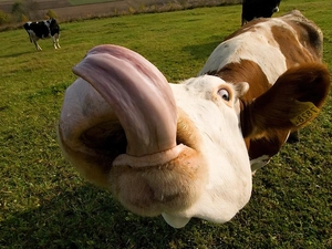 tongue, Cow, pasture