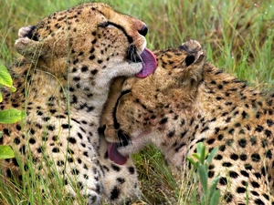 Two cars, Cheetahs. Tongues, licking, young