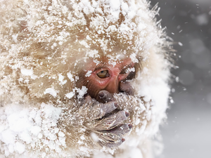Monkey, winter, snow, toque