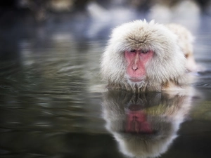 Monkey, japanese, water, toque