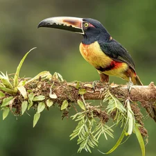 Bird, branch, leaves, Toucan