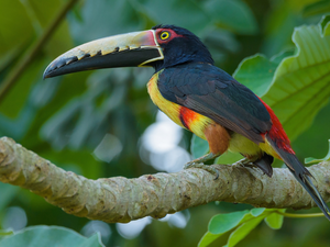 Arasari Visit poster, Bird, trees, Leaf, branch, Toucan