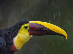 Toucan, Rain